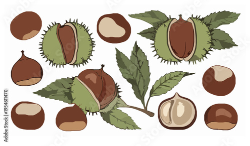 Stylized hand-drawn chestnut vector set with leaves and shells on white background