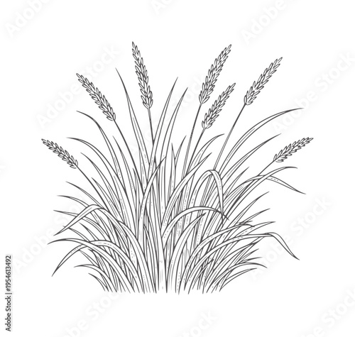 Canvastavla Line of a clump of wild grass with seed heads