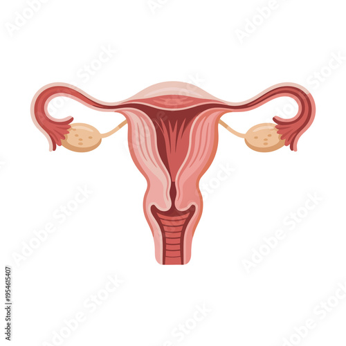 Human uterus anatomy medical vector illustration reproductive organ educational concept