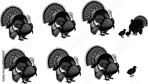 Turkey bird collection with male gobbler poses and poults isolated on gray background, farm poultry vector illustration set