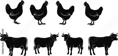 Black chicken hen and cow silhouette collection with farm animal poses isolated on gray background, livestock vector set