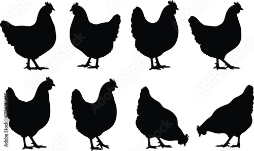 Black chicken hen silhouette set with standing and pecking poultry poses isolated on gray background, farm bird vector collection