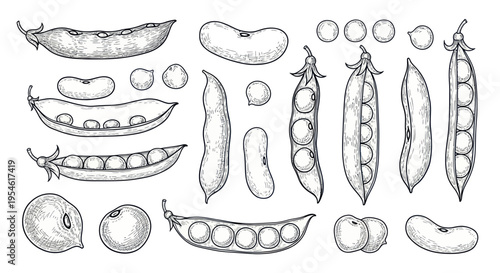Hand-drawn Peas and Beans Collection - Organic Legumes Sketch