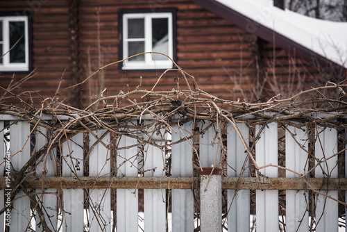 Obraz na płótnie decorative grapes on the fence of a rural house in winter