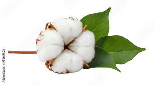 Cotton boll with green leaves on black background plant