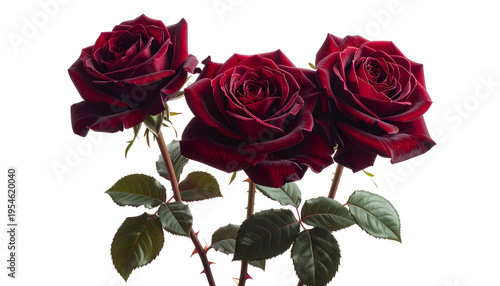 Three elegant, dark red roses with green stems and leaves against a black background