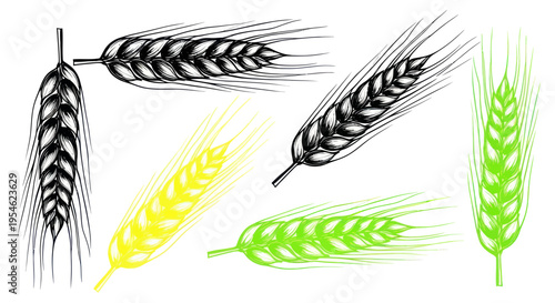 Set of hand-drawn wheat ears, black and white, green and yellow colors