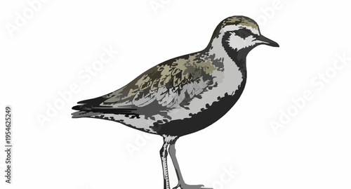 Golden Plover (Pluvialis sp.) Vintage Engraved Bird Illustration Vector