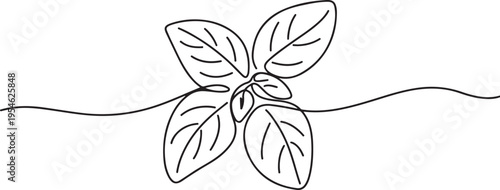 Continuous line, basil leaves line art vector illustration. one line Icon drawing