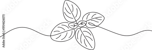 Continuous line, basil leaves line art vector illustration. one line Icon drawing