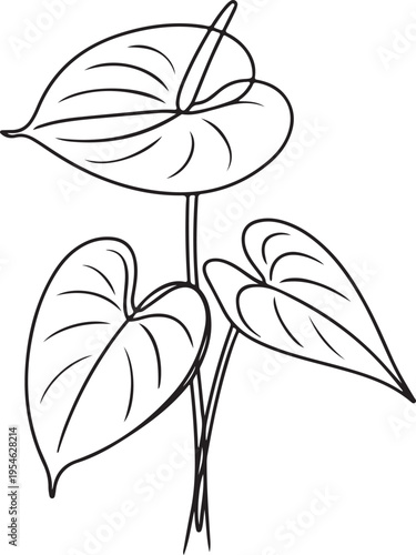 Elegant anthurium plant illustration with distinctive heart-shaped leaves and bloom, rendered in clean black and white line art for botanical themes and creative projects