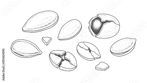 Hand drawn of cracked and whole almonds white nuts food