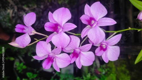 Photos Dendrobium Bigibbum or orchid larat, dendrobium larat growing in the garden, bunga Anggrek or orchid, beautiful purple flower in the garden