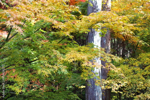 岡山県岡山市北区下足守　龍泉寺の紅葉