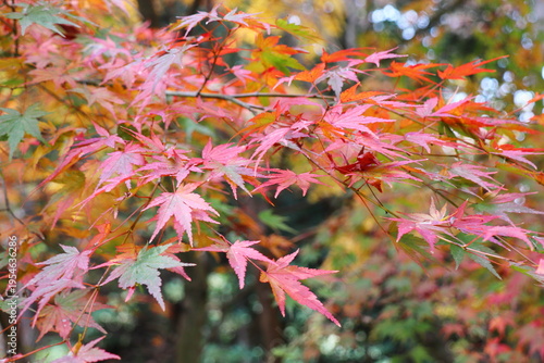 岡山県岡山市北区下足守　龍泉寺の紅葉