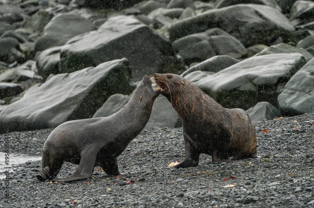 Fototapeta premium wildlife at half moon bay Antartic Peninsula