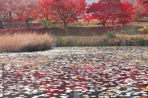 岡山県岡山市北区下足守　龍泉寺のトンボ池湿地