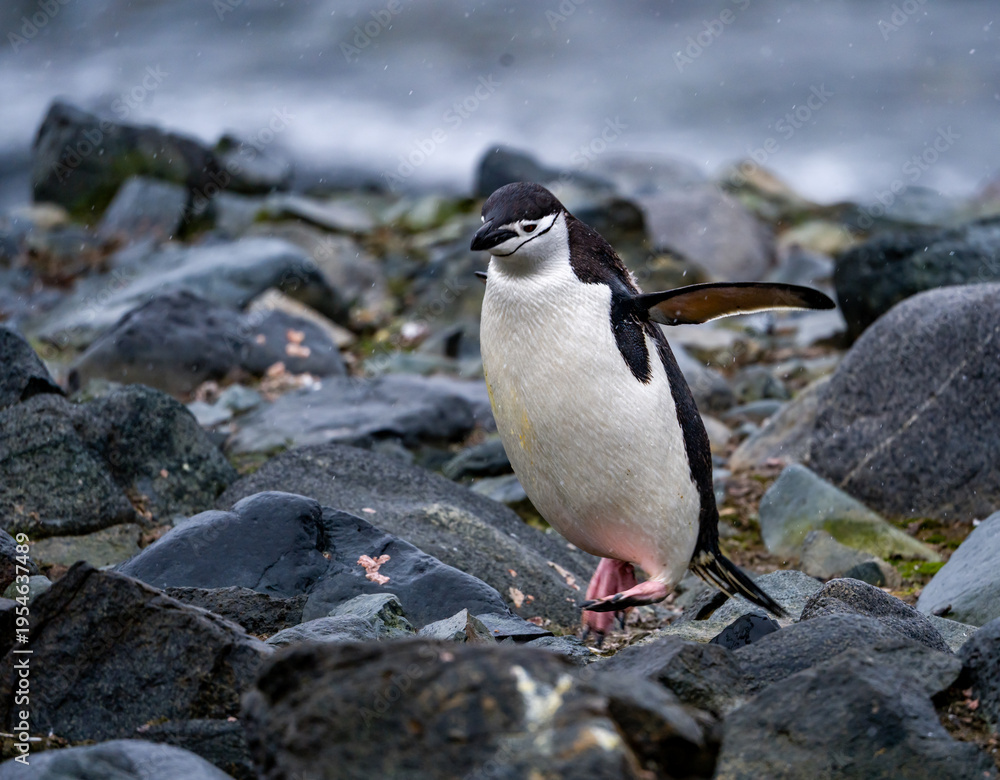 Fototapeta premium wildlife at half moon bay Antartic Peninsula