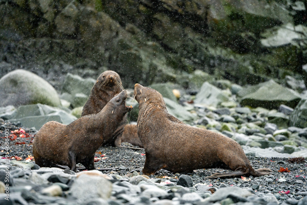 Fototapeta premium wildlife at half moon bay Antartic Peninsula