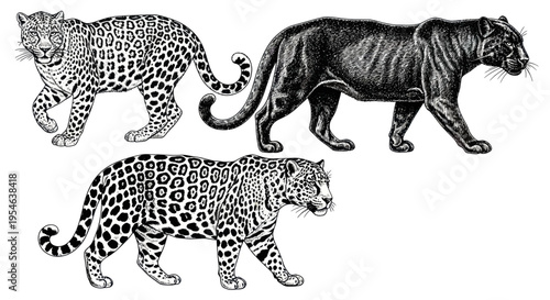 Three Big Cats: Jaguar, Leopard, and Black Panther in Vintage Scratchboard Style
