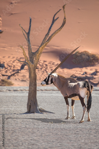 Foto Oryx gazella (Gemsbok) in standing in savannah in the morning sun light at Centr