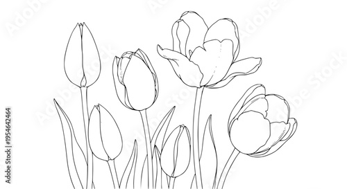 Elegant black and white line art drawing featuring a detailed cluster of blossoming and budding tulips isolated on white background.