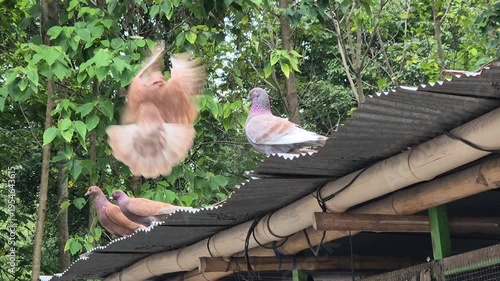 A group dove is on the roof of the cage with a banana tree in the background. Columbidae