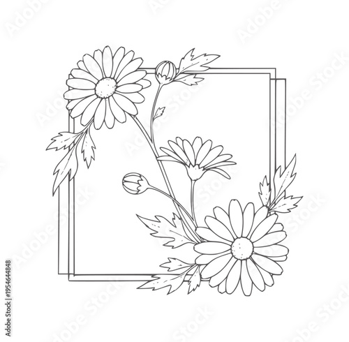 Outline of daisies and buds within a square frame daisy flower botanical floral