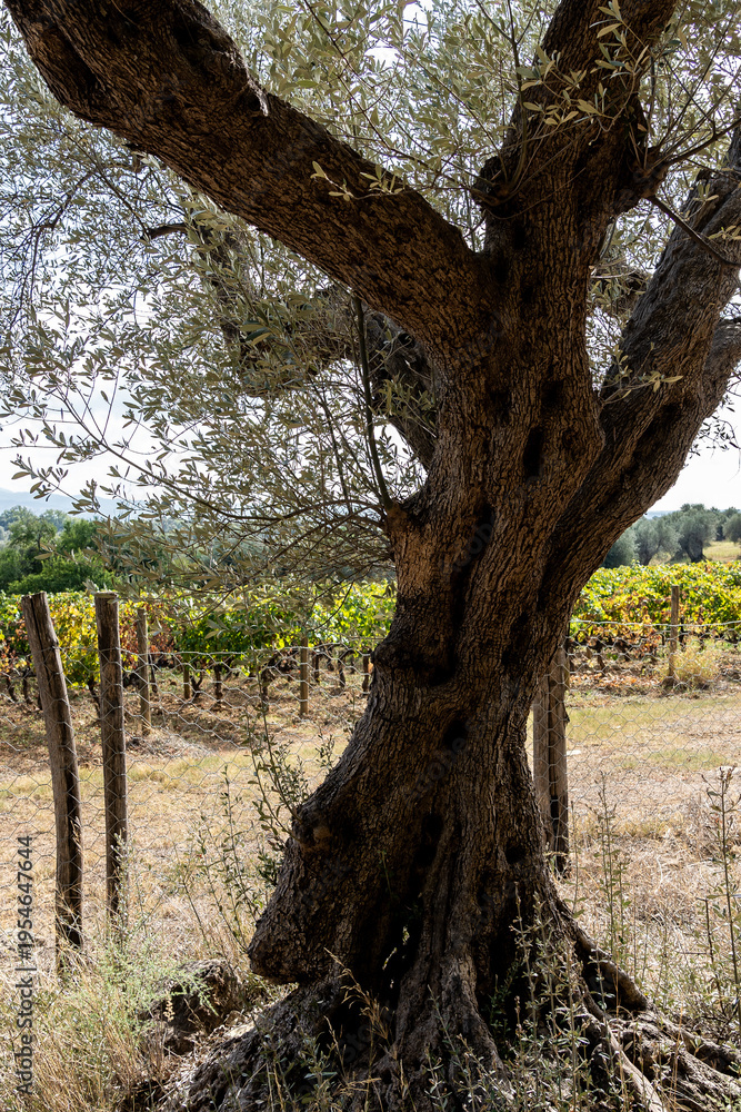Fototapeta premium Old olive tree trunk in vineyard countryside