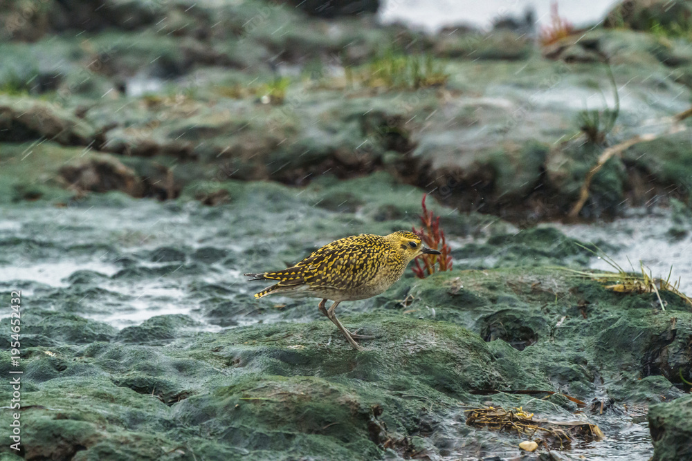 Obraz premium 北海道野付半島の湿地に立つムナグロ 荒天の中の野鳥