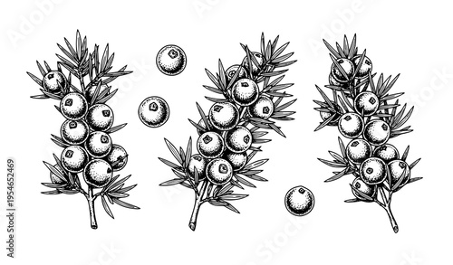 Engraving-style juniper berries and leaves vector illustration in black line art for vintage botanical design