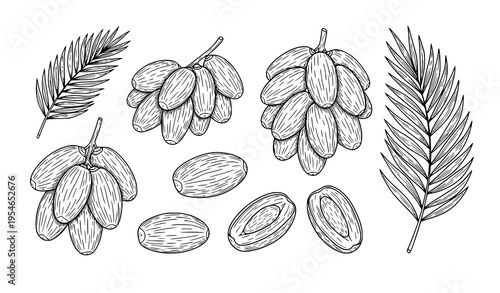 Minimalist hand-drawn vector set of dates fruits with palm tree leaves for botanical and food design