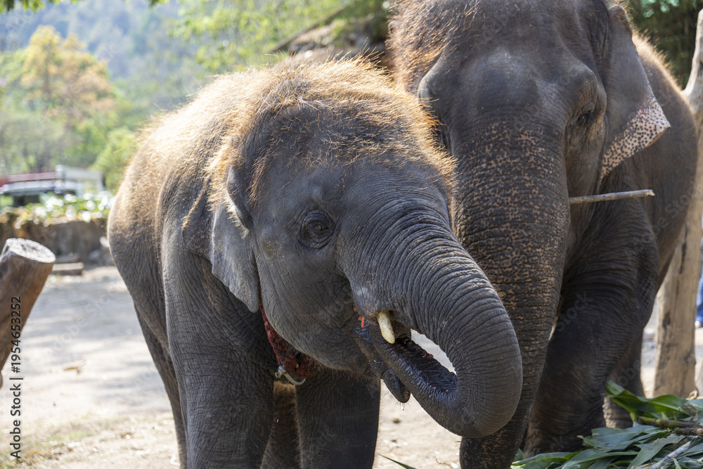 Fototapeta premium Portrait of young asian elephant calf showing calm emotion with raised trunk next to older animal standing outdoors in natural wildlife sanctuary surrounded by beautiful green summer nature