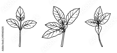 Mint sprig set with single weight line drawing featuring culinary herb, fresh plant, aroma with green leaves and organic ingredient