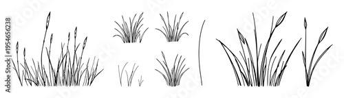 Set of wild grasses with thin blades and small seed heads featuring natural, organic, plant life with meadow and prairie elements