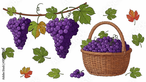 Bunch of Grapes in Wicker Basket.