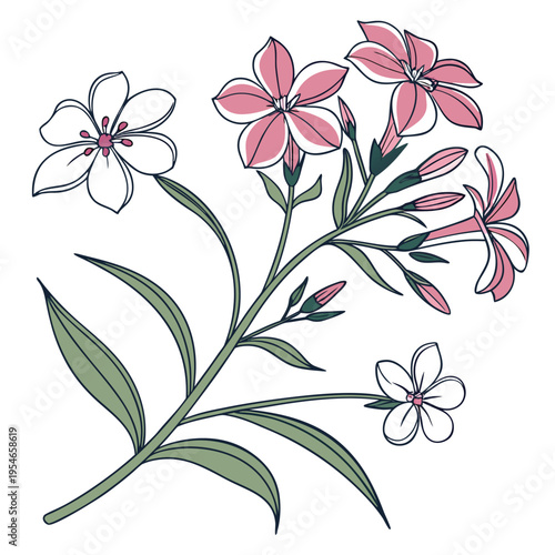 wild phlox vector