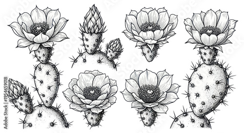 Prickly Pear Cactus Blossoms: Detailed Hand-Drawn Botanical Illustration