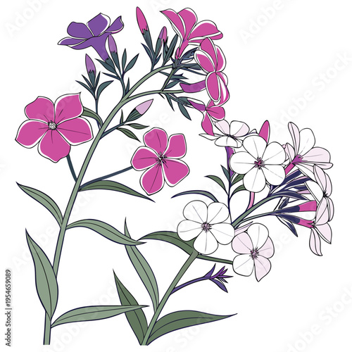 wild phlox colorful on white background