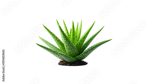 An image of a separate green aloe vera plant and fresh herb leaves on a white background.