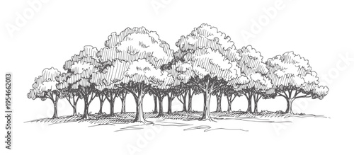 Group of deciduous trees with textured foliage and ground shadows