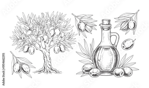 Hand drawn of olive tree and bottle of olive oil with olives