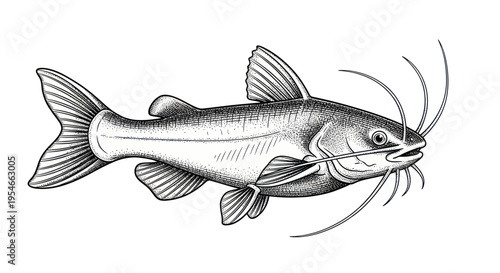 Detailed Sketch of a Catfish with Prominent Whiskers on White Background