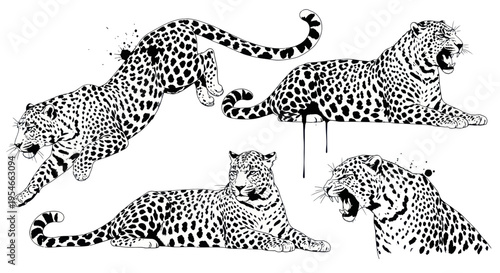 Leopard Set: Dynamic Poses, Roaring, Lounging, Jumping, Black and White Ink Illustration