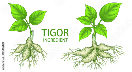 Tigor Ingredient: Fresh Plant with Root System and Leaves, Isolated on White