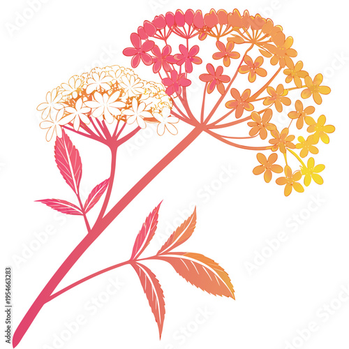 elderflower colorful on white background