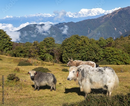 Yak or dzo in Himalaya mountain bos mutus grunniens