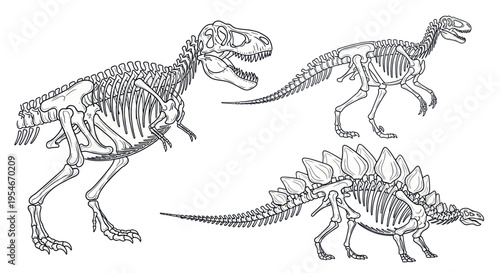 Collection of Dinosaur Skeletons: T-Rex, Iguanodon, and Stegosaurus