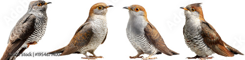 Four Common cuckoo perched on tree branch in natural habitat showing wild bird wildlife behavior


