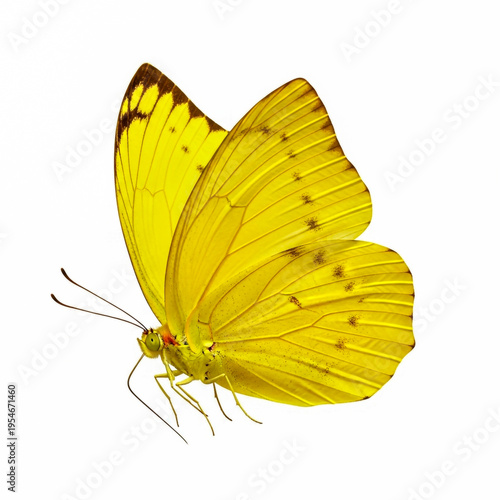 Bright yellow butterfly with open wings resting on green stem isolated on white